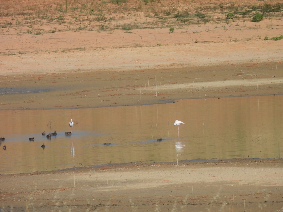 大紅鸛 - ML646352712