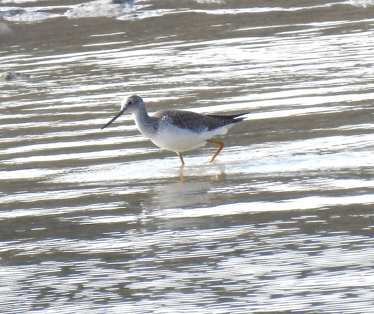 Greater Yellowlegs - ML646352721