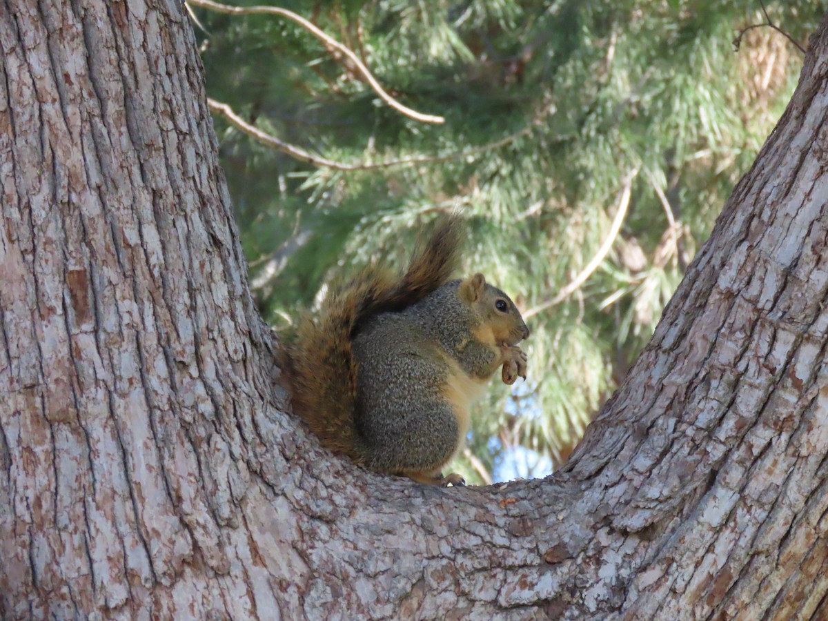 Tree Squirrels - ML646352722