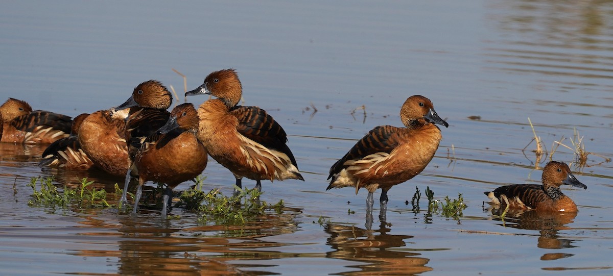 Fulvous Whistling-Duck - ML646352723