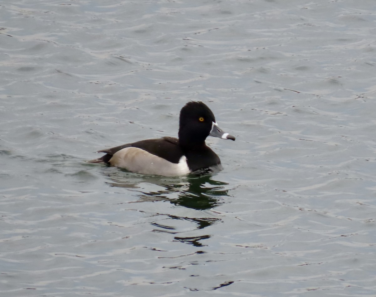 クビワキンクロ - ML646352727