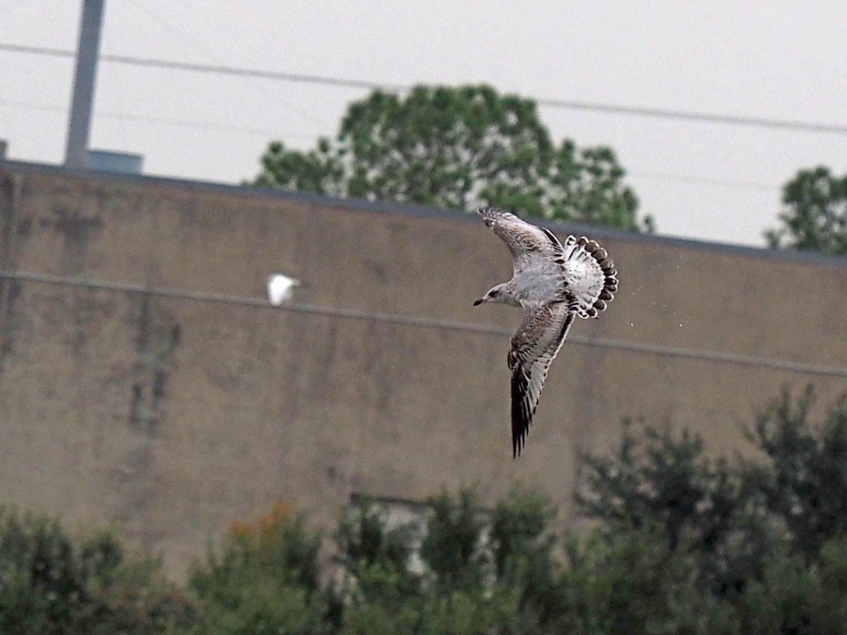 Ring-billed Gull - ML646352728
