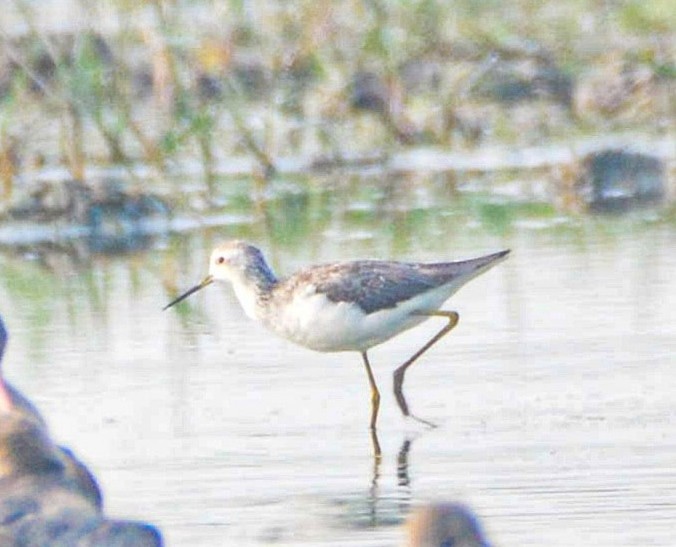 Marsh Sandpiper - ML646352729