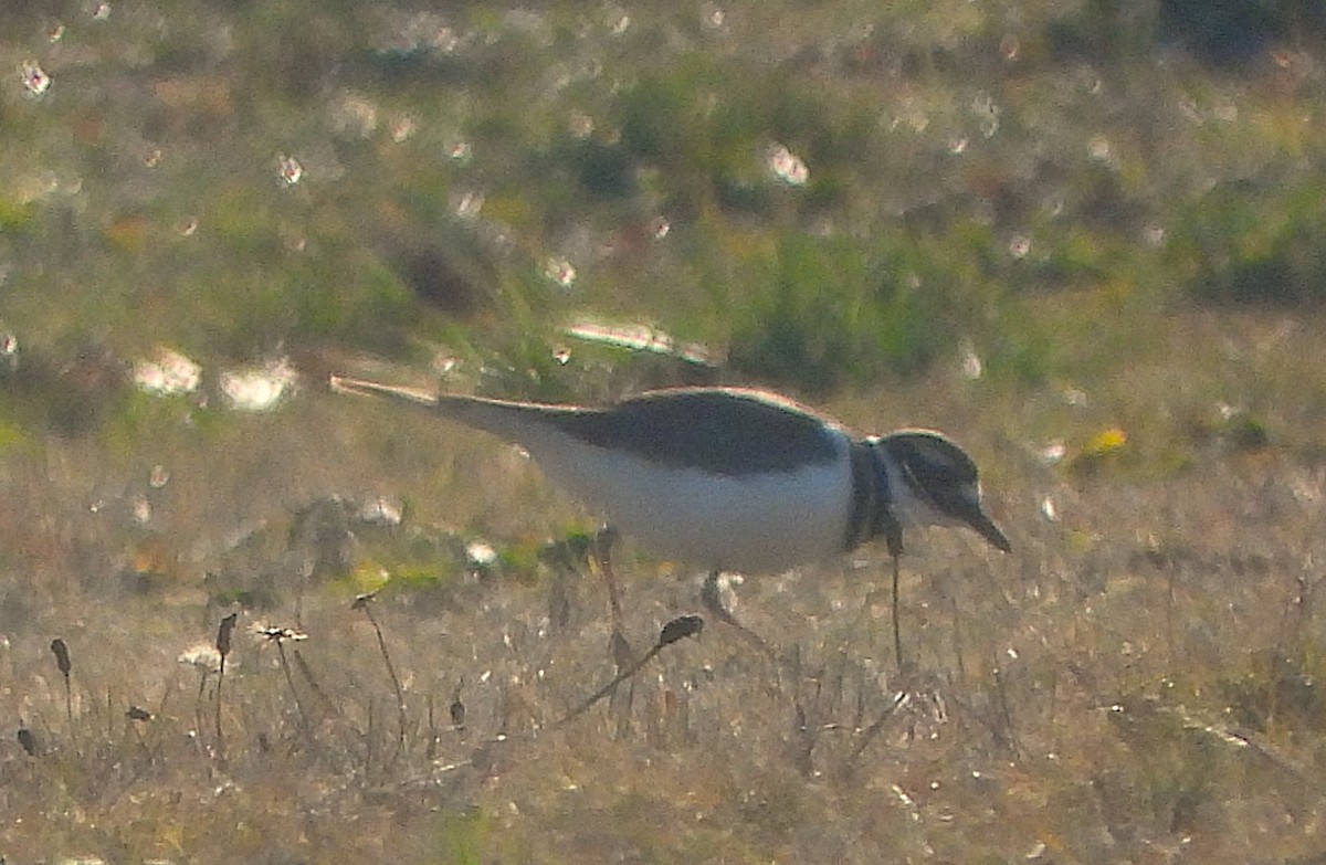 Killdeer - ML646352731