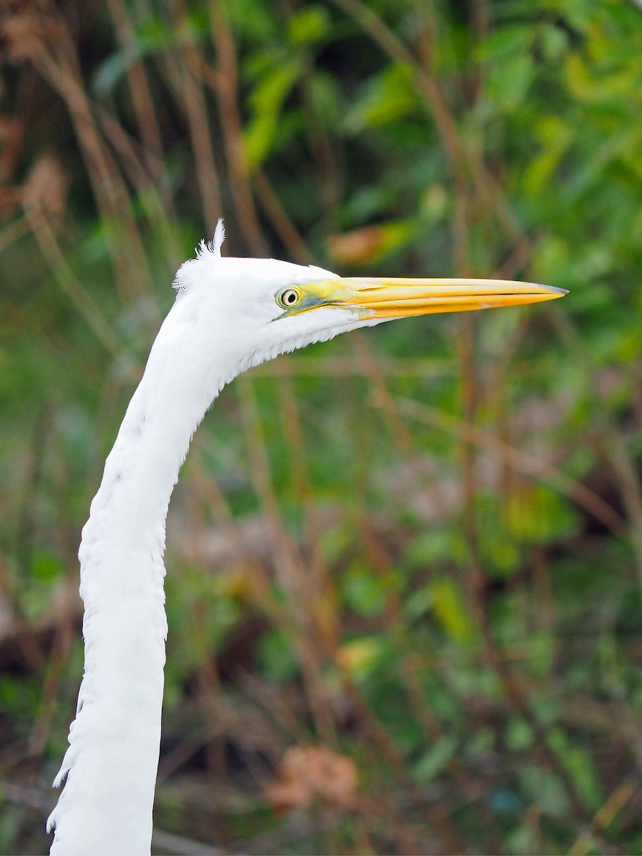 Цасч дэглий - ML646352732