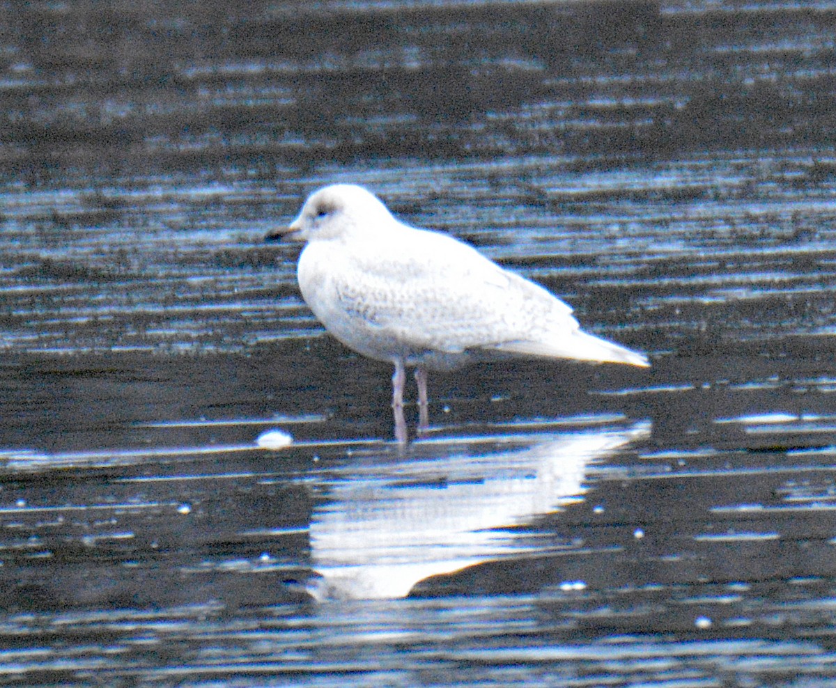 Iceland Gull (kumlieni) - ML646352734