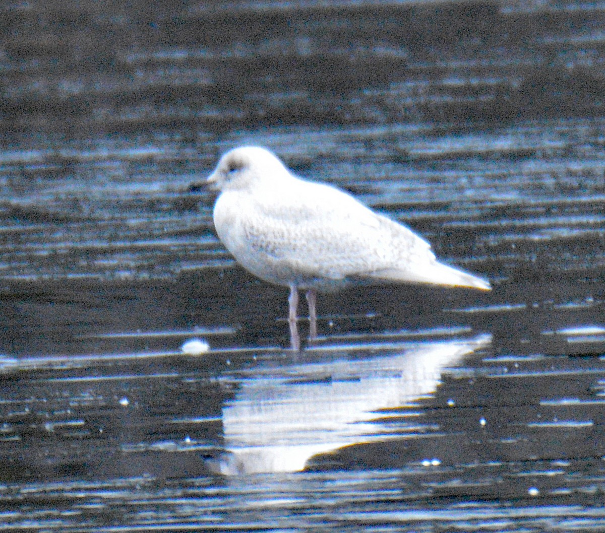 Iceland Gull (kumlieni) - ML646352735