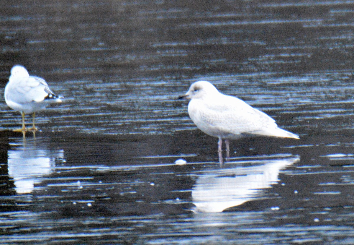 Iceland Gull (kumlieni) - ML646352736