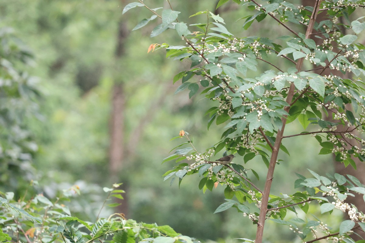 Picaflores Sencillo - ML646352737