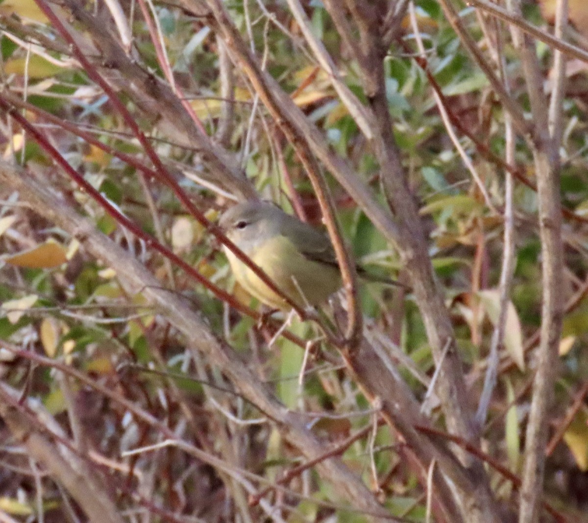 サメズアカアメリカムシクイ - ML646352739