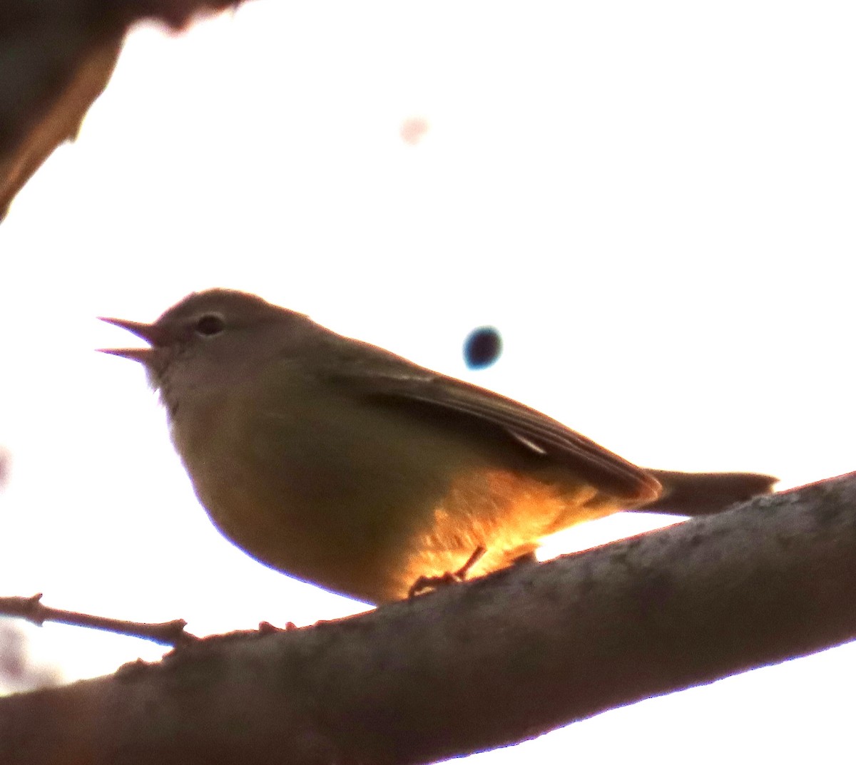 サメズアカアメリカムシクイ - ML646352740