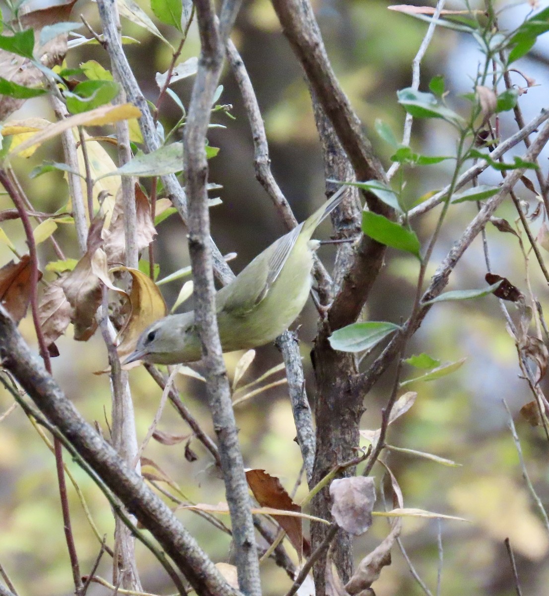 サメズアカアメリカムシクイ - ML646352741