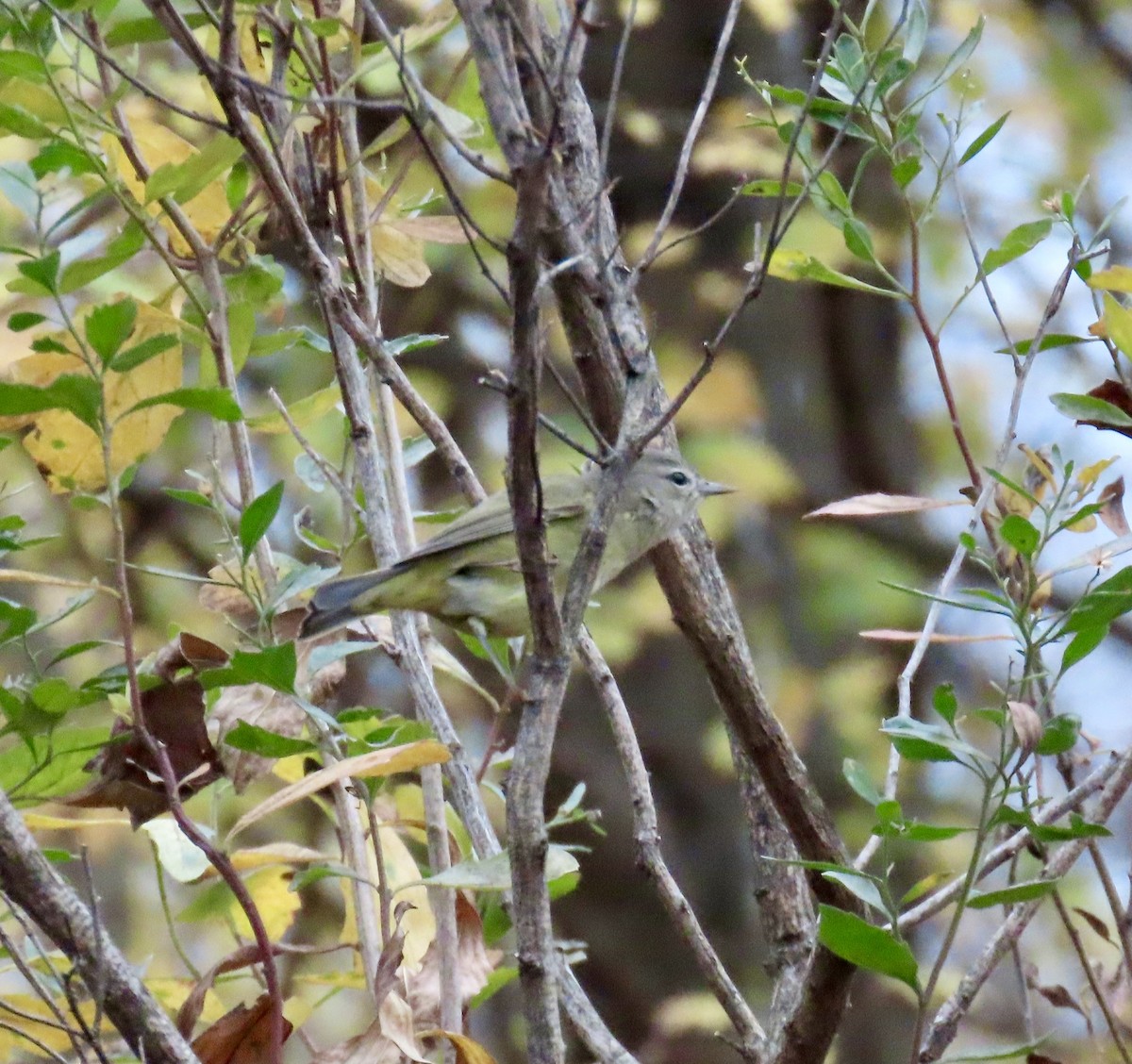 サメズアカアメリカムシクイ - ML646352742