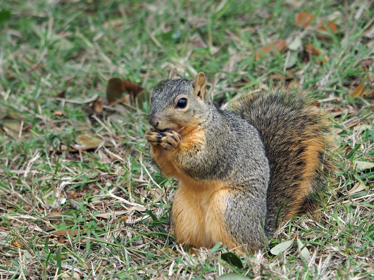 Eastern Fox Squirrel - ML646352743