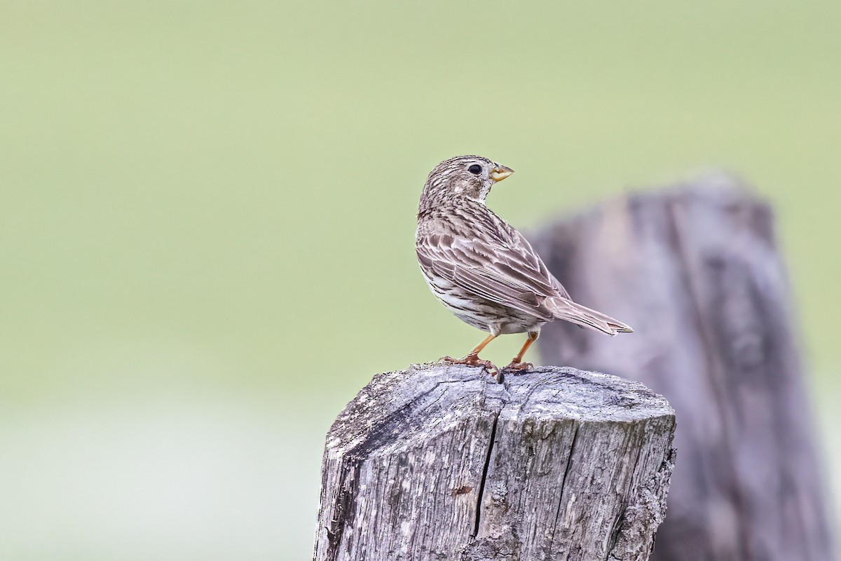 Corn Bunting - ML646352747