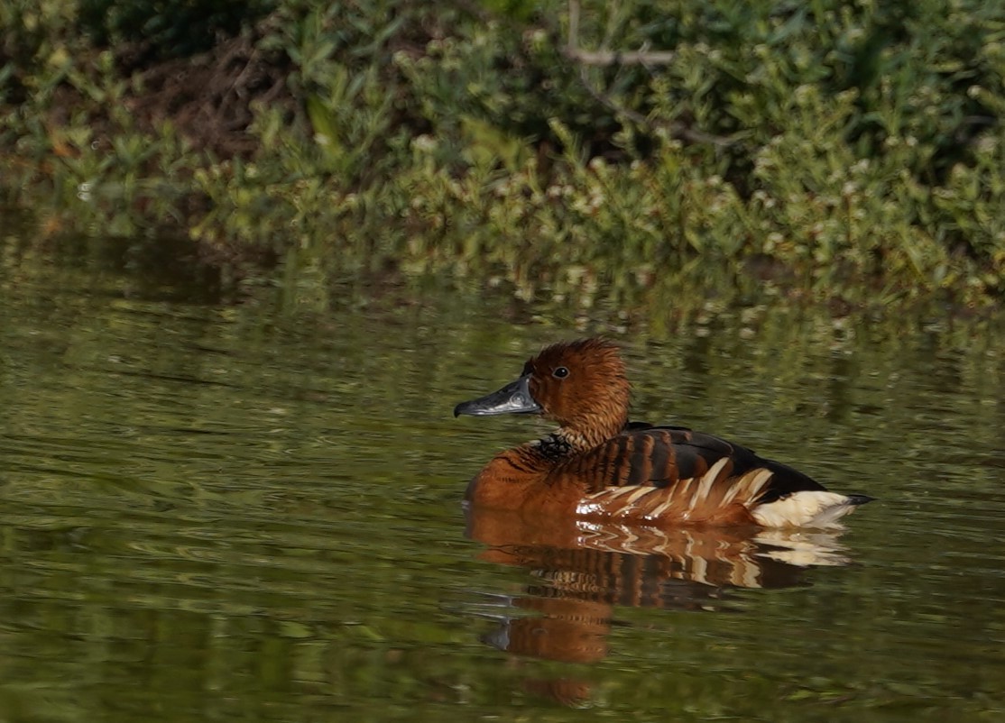 Fulvous Whistling-Duck - ML646352748