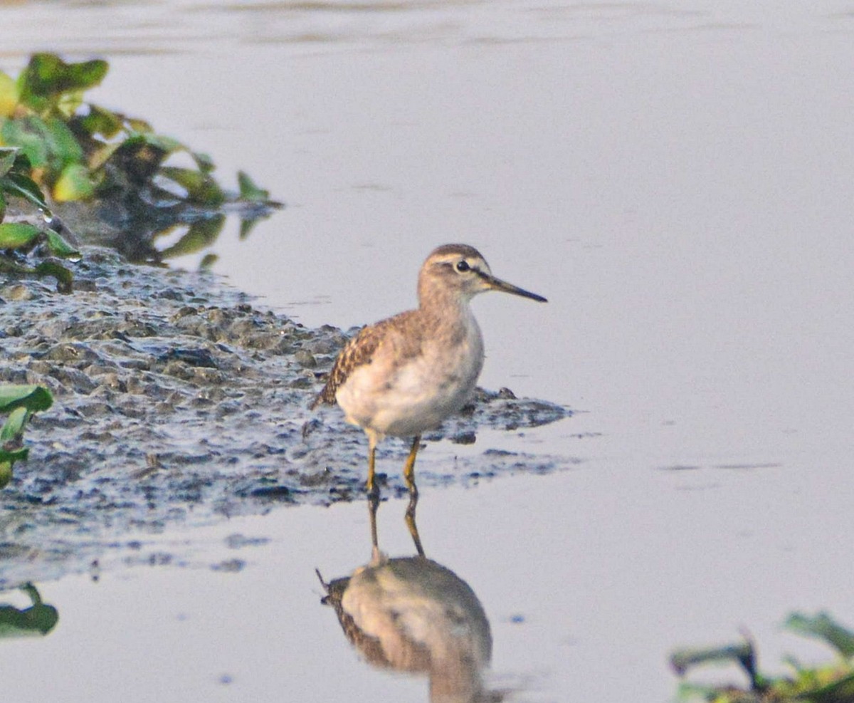 Andarríos Bastardo - ML646352750