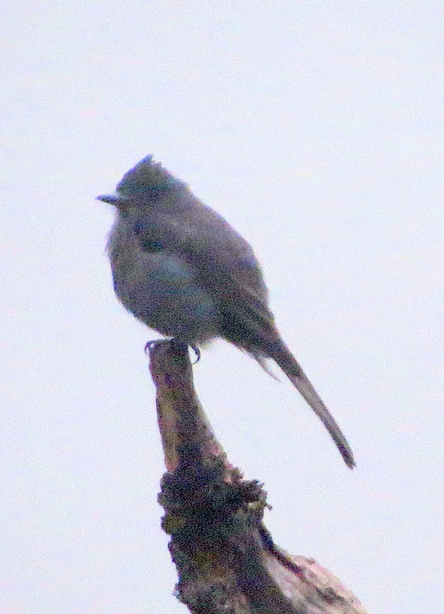 Smoke-colored Pewee - ML646352752