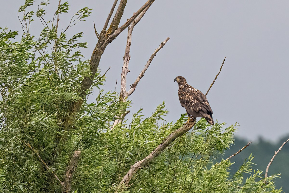 White-tailed Eagle - ML646352756