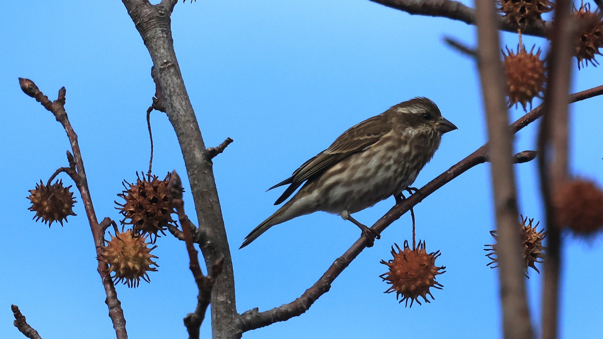 Purple Finch - ML646352757