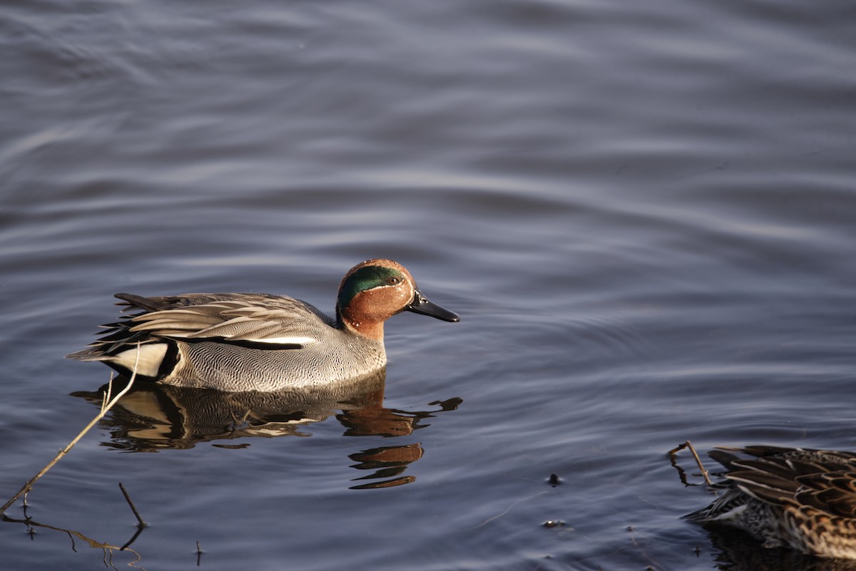 Green-winged Teal - ML646352758