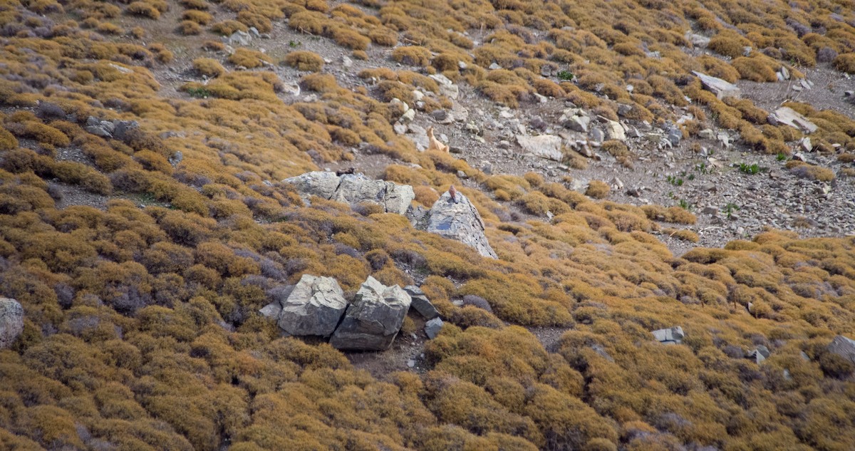 Busardo Ratonero - ML646352759