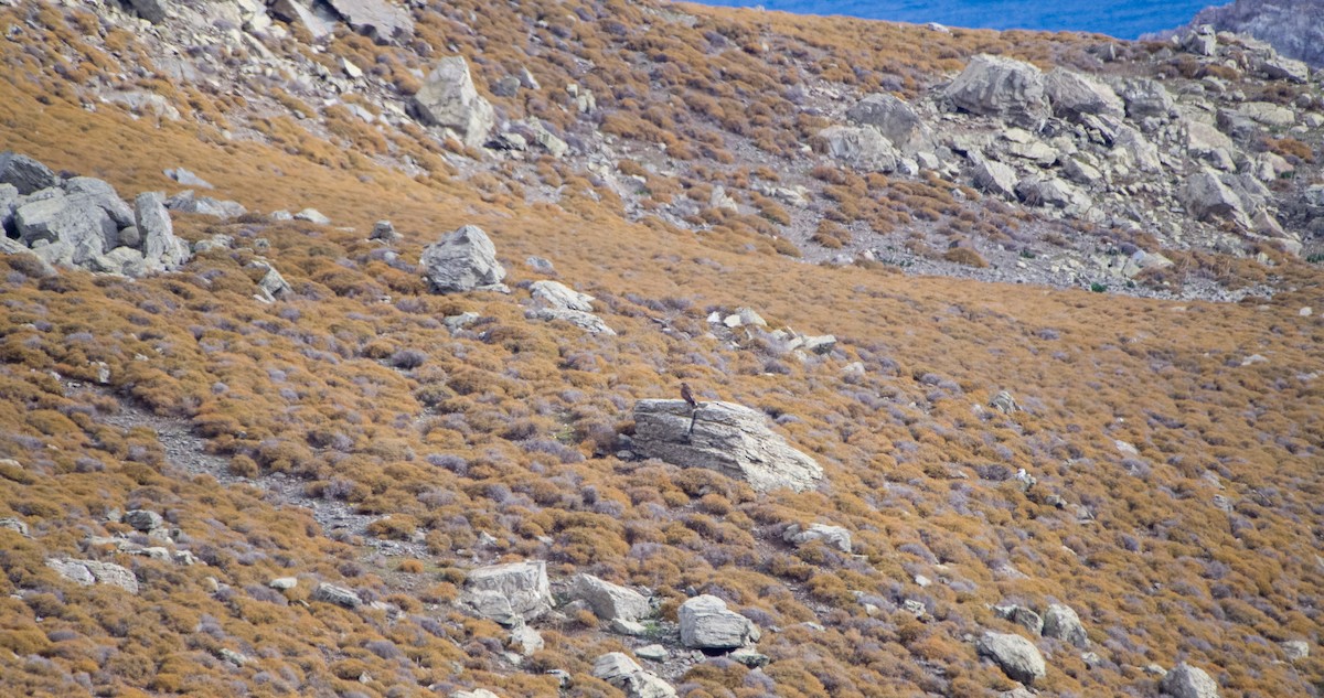 Busardo Ratonero - ML646352761