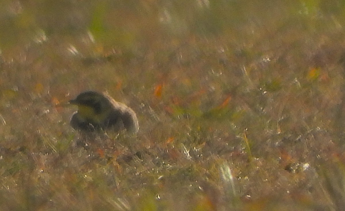 Horned Lark - ML646352770