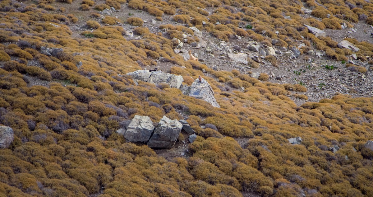 Cernícalo Vulgar - ML646352773