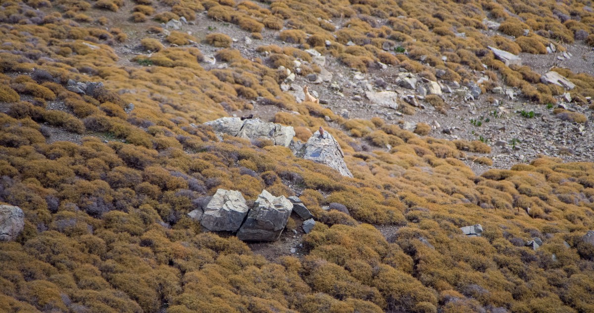 Cernícalo Vulgar - ML646352774