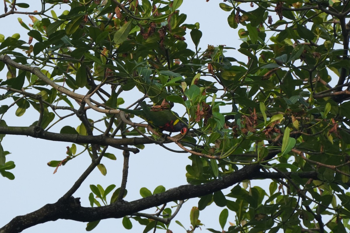 Lori de Cocotero - ML646352775