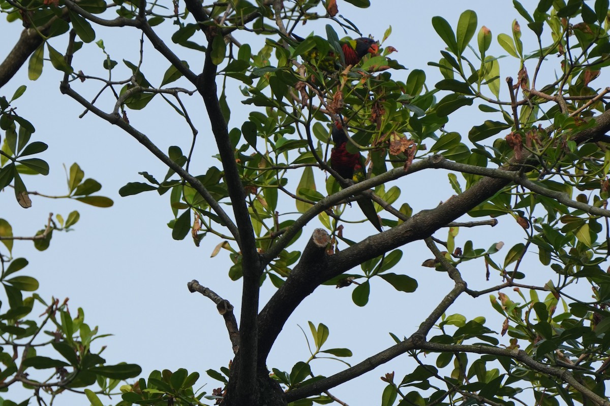 Lori de Cocotero - ML646352776