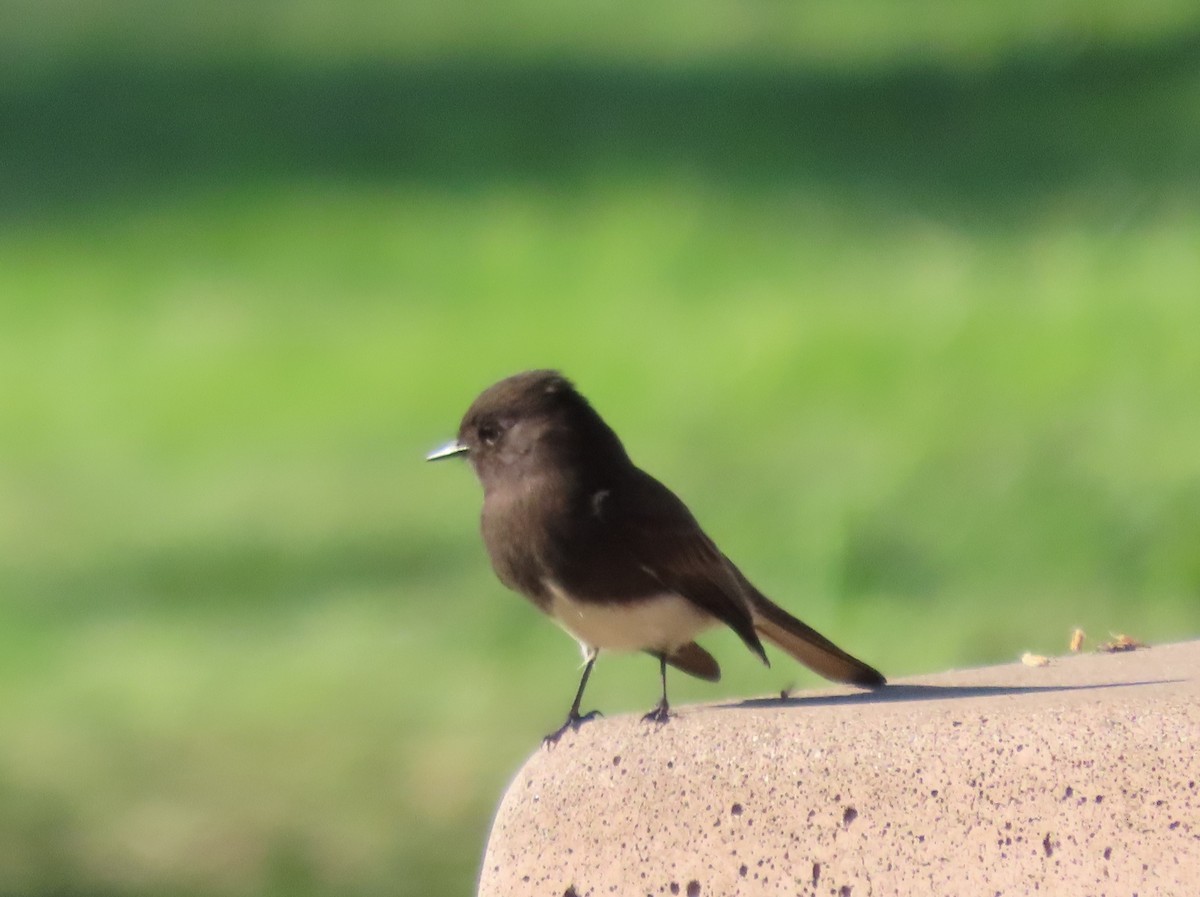 Mosquero Negro - ML646352778