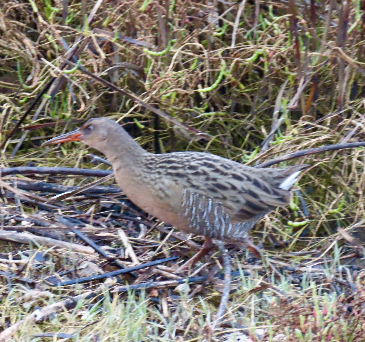 Rascón de Ridgway - ML646352779