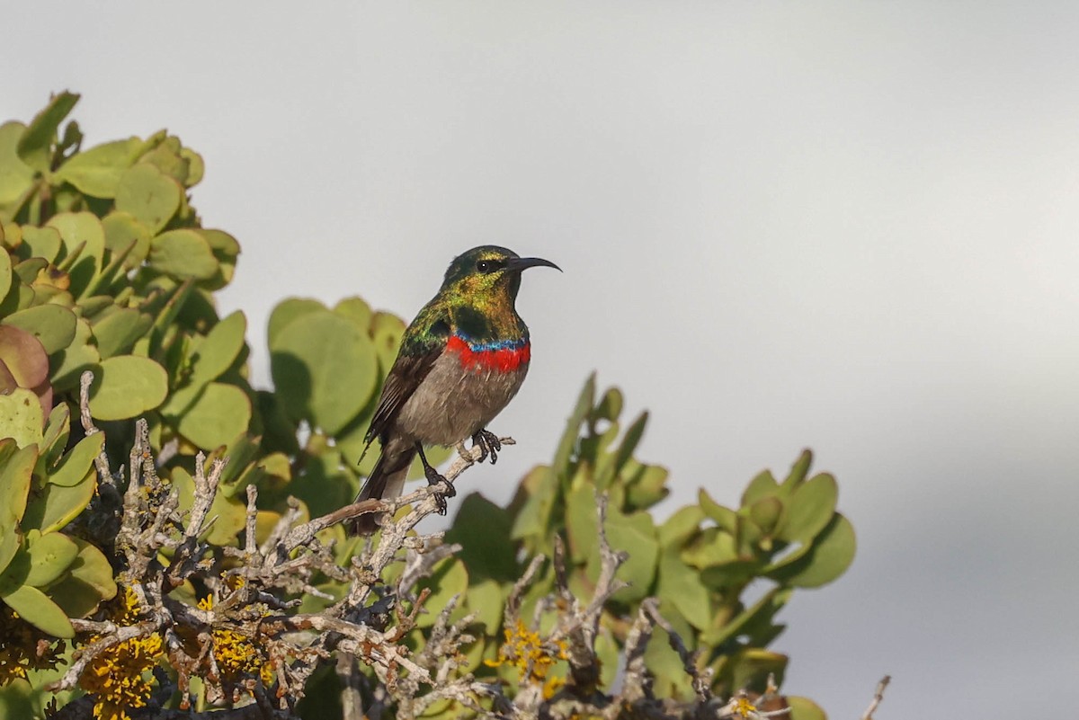 Suimanga Acerado - ML646352780