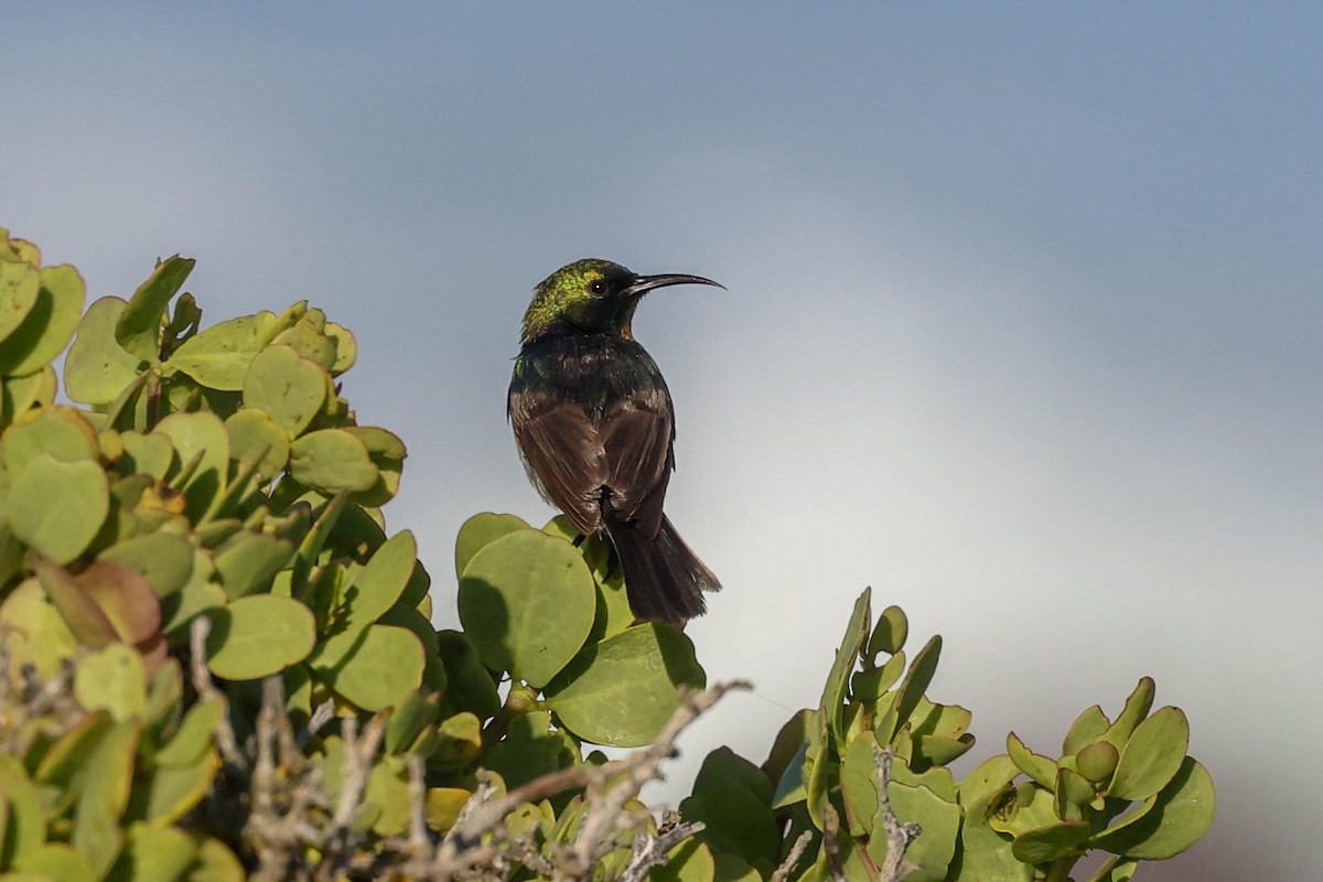 Suimanga Acerado - ML646352781