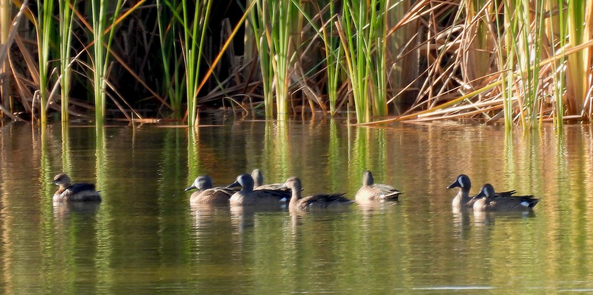 Cerceta Aliazul - ML646352782