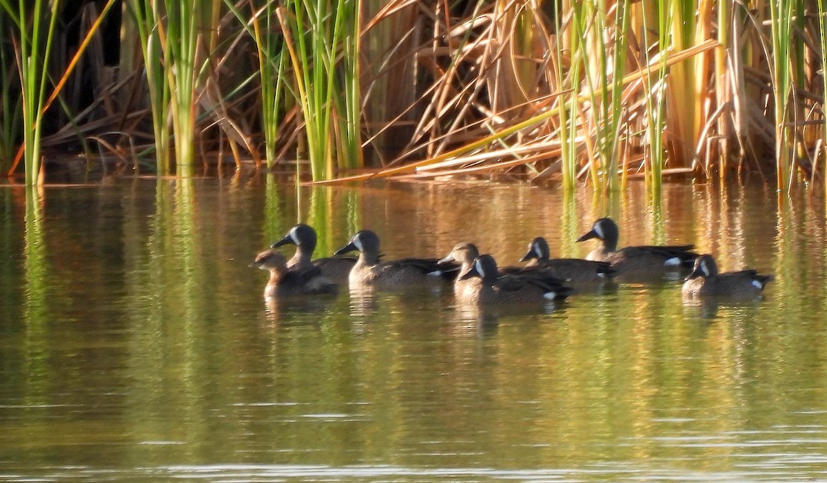 Cerceta Aliazul - ML646352783