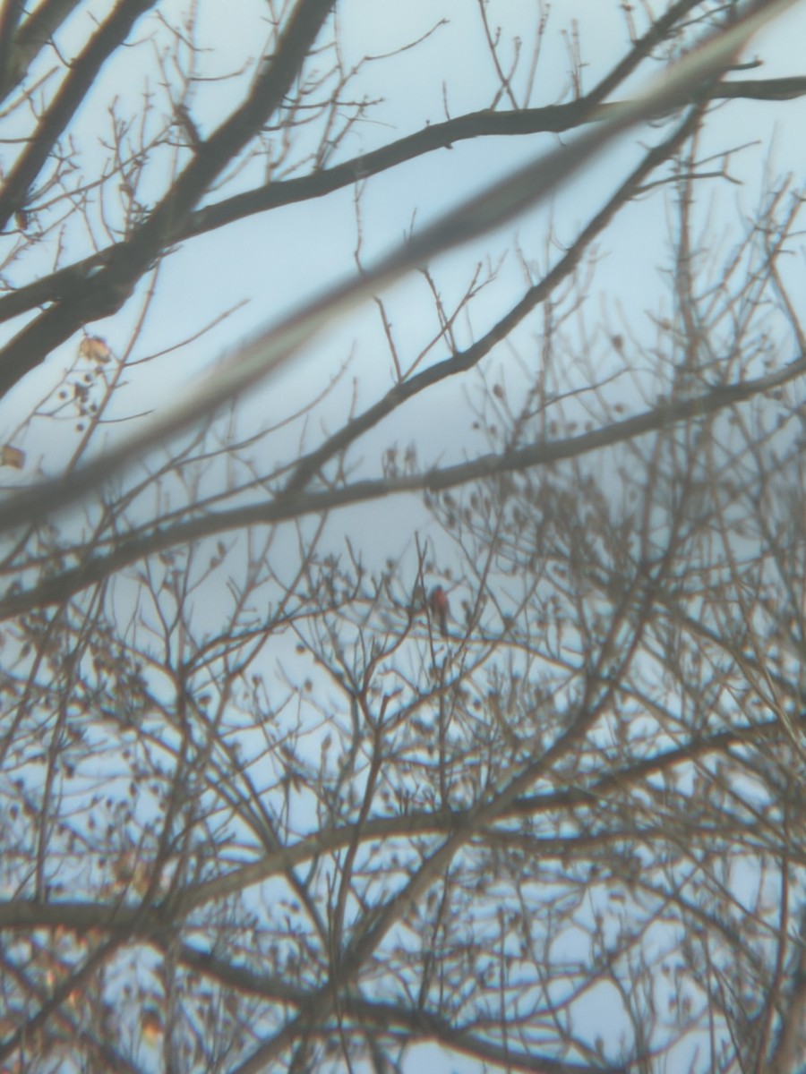 Cardenal Norteño - ML646352784