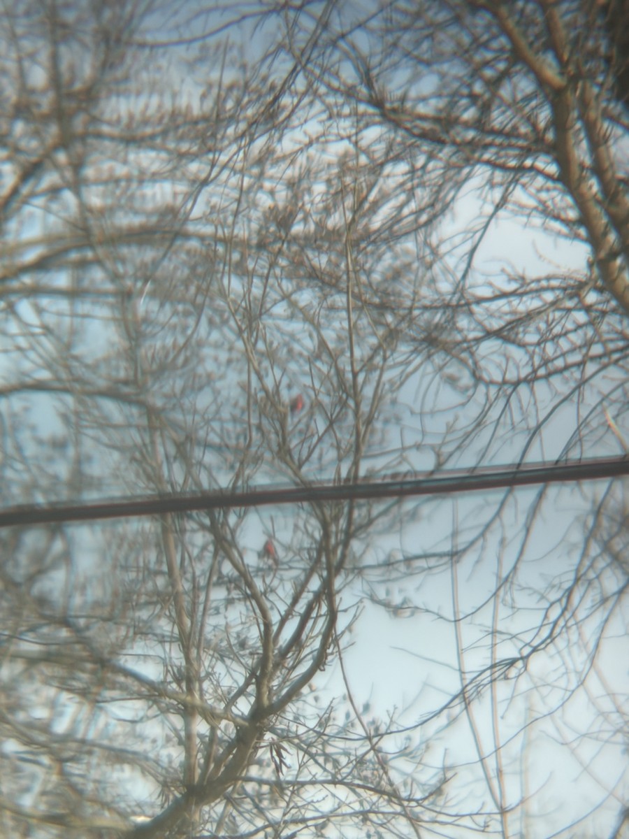 Cardenal Norteño - ML646352785