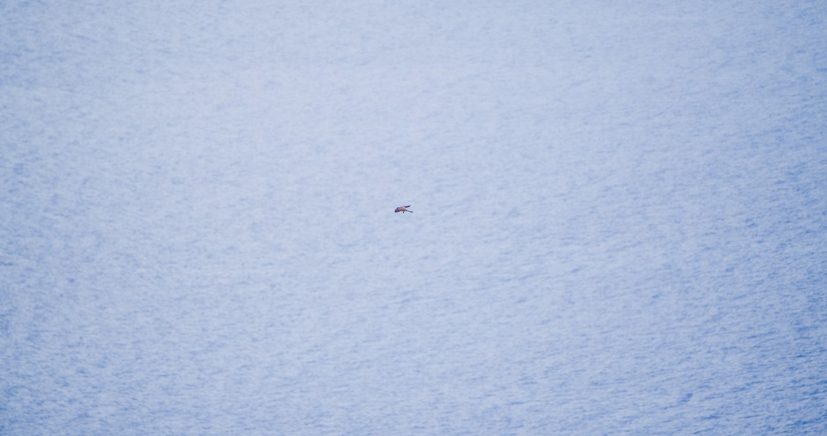 Cernícalo Vulgar - ML646352787