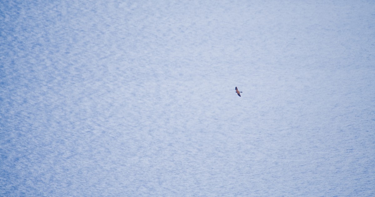 Cernícalo Vulgar - ML646352788