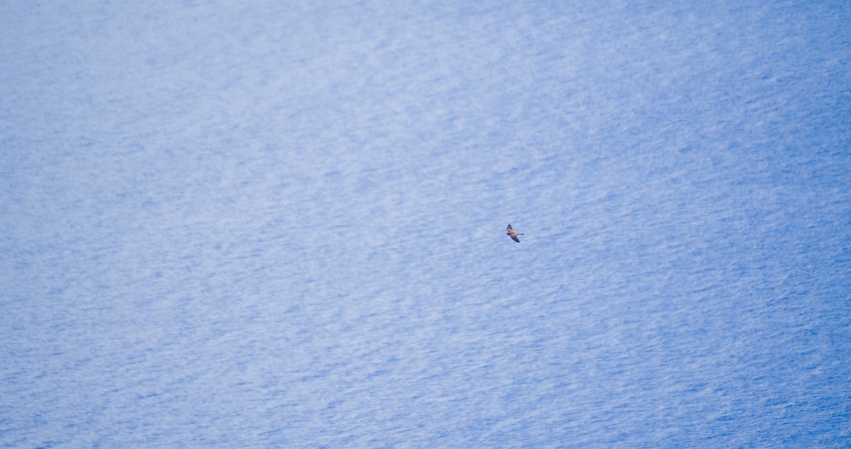 Cernícalo Vulgar - ML646352789