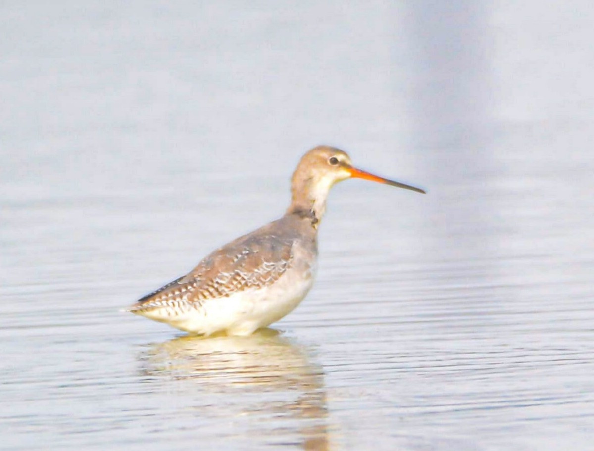 Spotted Redshank - ML646352791