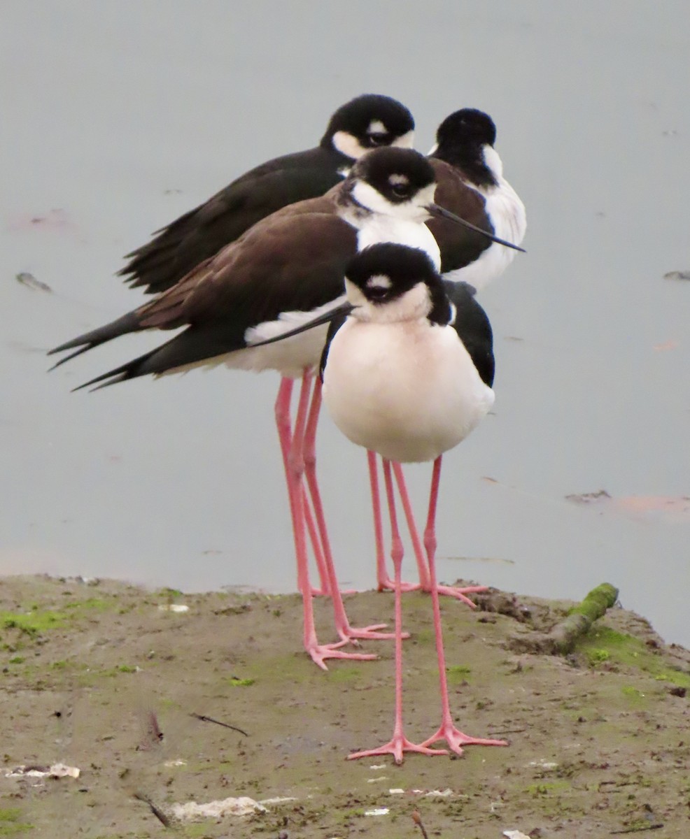 Cigüeñuela Cuellinegra - ML646352792