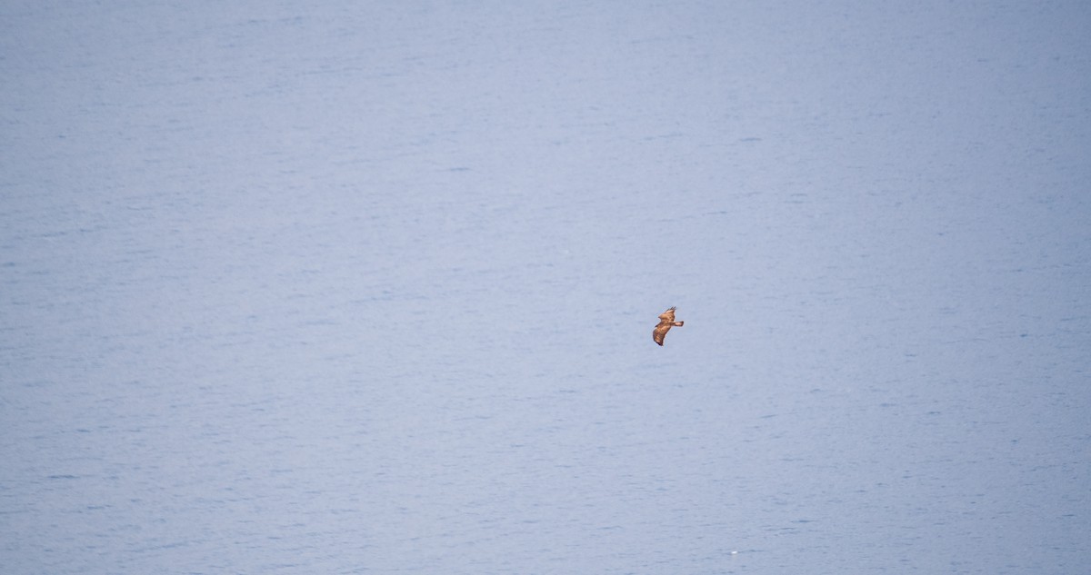 Busardo Ratonero - ML646352794