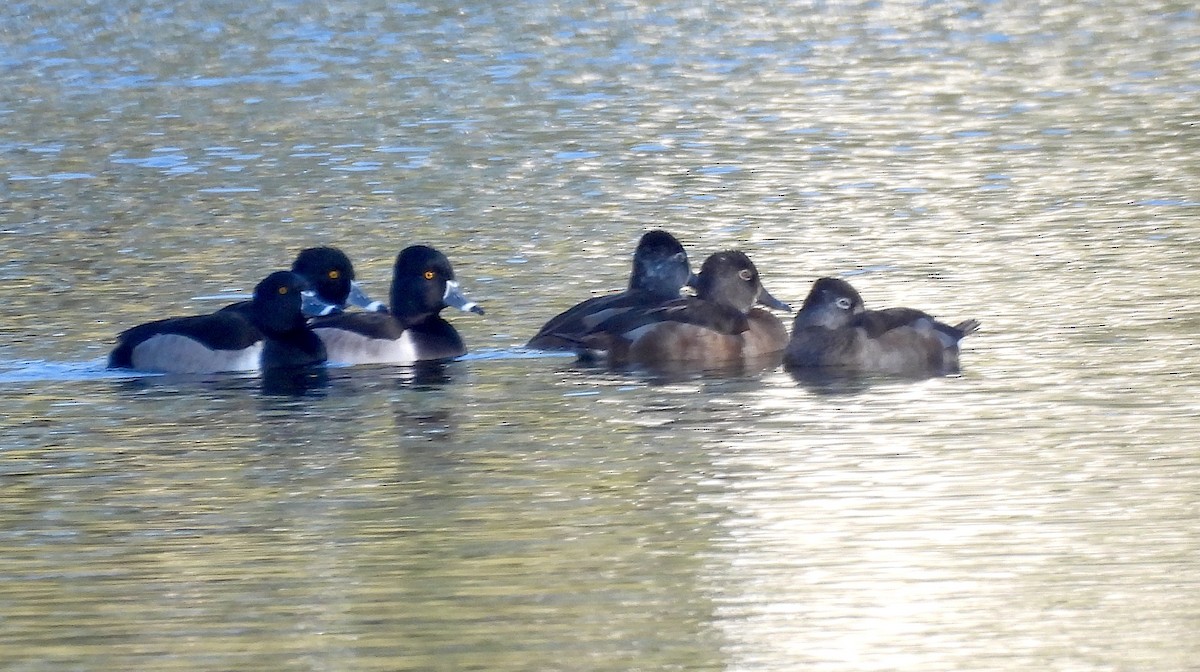 クビワキンクロ - ML646352795