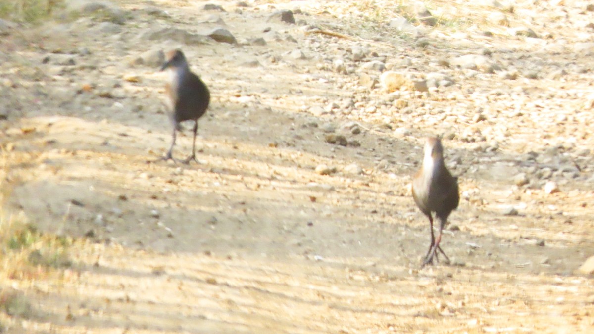 Polluela Akul - ML646352796