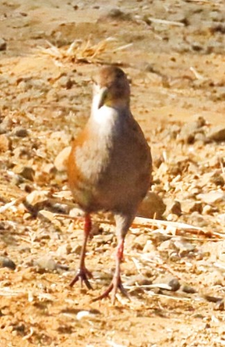 Polluela Akul - ML646352797