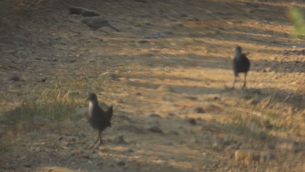 チャバネクイナ - ML646352798